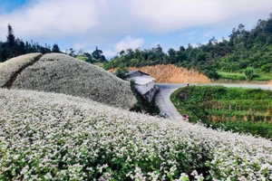 Hoa tam giác mạch nở rộ trên Cao nguyên đá Đồng Văn. 