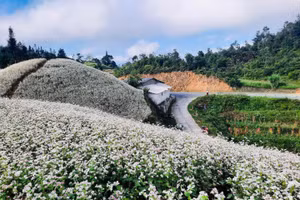 Hoa tam giác mạch nở rộ trên Cao nguyên đá Đồng Văn. 