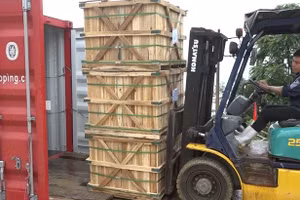 Xuất khẩu container củ gừng trâu muối chính ngạch sang thị trường Nhật Bản.