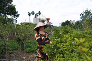 Nghề trồng hoa, cây cảnh tại Đức Bác tạo việc làm ổn định cho nhiều lao động địa phương. Ảnh: Chu Kiều