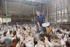 Mô hình chăn nuôi gà của gia đình ông Phạm Quang Thiệp (xã Nguyệt Đức, huyện Yên Lạc, Vĩnh Phúc)