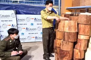 Lực lượng chức năng kiểm đếm số lâm sản trái phép. Ảnh: Tuấn Quỳnh