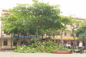 Mưa to kèm theo dông lốc khiến 19 trường học ở Phú Thọ bị hư hỏng.