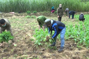 Công an huyện Vị Xuyên nhổ bỏ cây thuốc phiện tại vườn nhà bà Giang. Ảnh: Vi Quyền (Vị Xuyên).