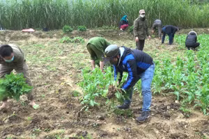 Công an huyện Vị Xuyên nhổ bỏ cây thuốc phiện tại vườn nhà bà Giang. Ảnh: Vi Quyền (Vị Xuyên).