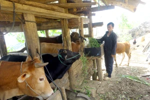 Nguồn vốn tín dụng chính sách giúp hộ nghèo huyện Yên Minh (Hà Giang) phát triển chăn nuôi. Ảnh: Phạm Hoan