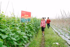 Nhiều mô hình nông nghiệp mới giúp nông dân Yên Lạc có thu nhập khá. Ảnh: Trần Biển