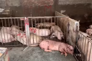 Những con lợn bệnh đang chuẩn bị được giết mổ. Ảnh: Công an tỉnh Vĩnh Phúc