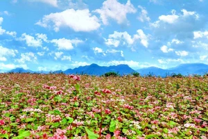 Cây hoa tam giác mạch được trồng ở thôn Cao Bành, xã Phương Thiện (TP Hà Giang)