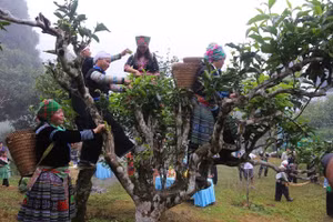 Nhiều hoạt động hấp dẫn sẽ diễn ra trong khuôn khổ lễ hội Trà Shan tuyết Suối Giàng.