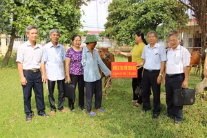 Tra tặng bò cho hộ người có hoàn cảnh khó khăn tại huyện Vĩnh Tường