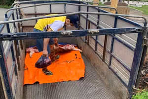 Lợn chết được vận chuyển trên xe ô tô để đem bán