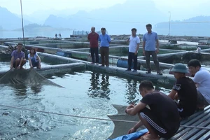 Nghề nuôi cá lồng trên lòng hồ thủy điện Tuyên Quang tại huyện Na Hang mang lại hiệu quả kinh tế cao.