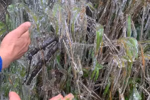 Xuất hiện băng giá tại huyện Mèo Vạc, tỉnh Hà Giang.