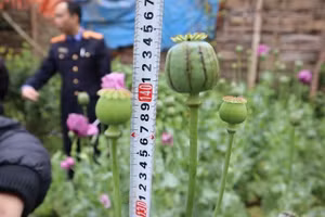 Cây thuốc phiện được lực lượng chức năng tịch thu có cây cao tới 140cm. Ảnh: Công an Bắc Mê