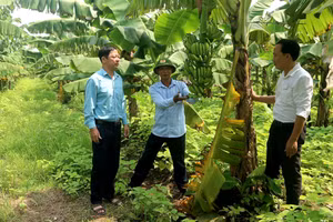 HTX trồng chuối an toàn Hoàng Cương, xã Hoàng Cương, huyện Thanh Ba phát triển mô hình trồng chuối. Ảnh: Linh Nguyễn