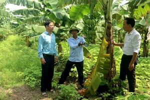 HTX trồng chuối an toàn Hoàng Cương, xã Hoàng Cương, huyện Thanh Ba phát triển mô hình trồng chuối. Ảnh: Linh Nguyễn