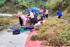 Cây tam giác mạch được trồng và thu hoạch tại Hà Giang.