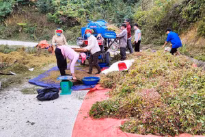 Cây tam giác mạch được trồng và thu hoạch tại Hà Giang.