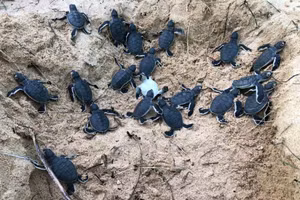 Các cá thể rùa quý hiếm được thả về thiên nhiên.