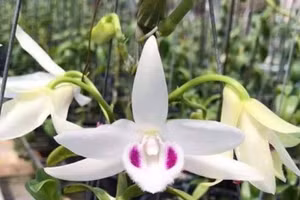 Giá Phi điệp đột biến ở Việt Nam đang giảm sâu sau những cảnh báo của nhiều cơ quan chức năng và các nhà khoa học.