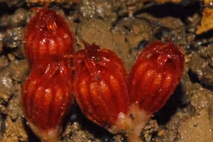 Thismia jianfenglingensis