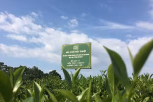 Mô hình sản xuất chè hữu cơ của Hợp tác xã Chè Thủy Thuật (xã Phúc Trìu, TP Thái Nguyên)