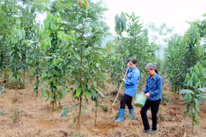 Trồng thâm canh cây gỗ lớn có giá trị kinh tế cao tại huyện Định Hóa