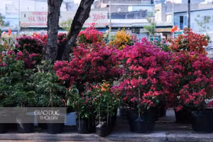 Những bông hoa giấy đang nở rực rỡ.