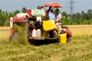 Vinh Long bắt đầu thu hoạch lúa Đông Xuân.