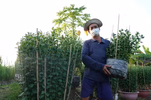 Ông Xê bên một chậu cúc Đài Loan thông thường và chậu cúc “chân dài”.