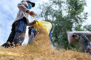 Các địa phương chủ động, linh hoạt tạo điều kiện thuận lợi cho người nông dân thu hoạch vụ lúa thu đông.