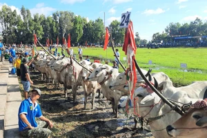 56 đôi bò tham gia tranh tài tại ngày hội.