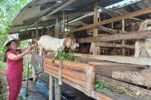 Thoát nghèo nhờ mô hình chăn nuôi dê.