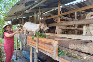 Thoát nghèo nhờ mô hình chăn nuôi dê.