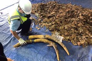 Lực lượng chức năng đang khám xét lô hàng. Ảnh: Hải quan. 