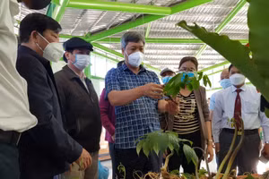 Phiên chợ sâm Ngọc Linh diễn ra từ ngày 1/3 đến ngày 3/3 vừa qua. 