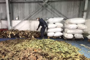 Số lượng lớn vảy tê tê mà công an thu giữ được. Ảnh: Công an. 