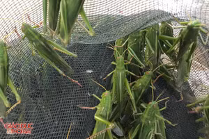 Đặc sản "tôm bay" được nhiều dân nhậu ưa thích.