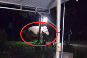 Cá thể voi đi vào vườn được người dân chụp hình lại.