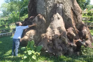 Gốc cây trôi cổ thụ có đường kính hơn 4m với nhiều ụ sần sùi. 