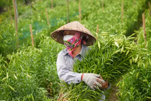 Những bó hoa loa kèn nở sớm giúp người dân được giá hơn.