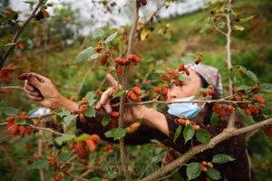 Vào những ngày nay, tại xã Hiệp Thuận đang là thời gian dâu chín rộ, và cũng là lúc người tất bật thu hoạch dâu chín.