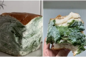 Đua nhau "săn lùng" món bánh mì mốc meo