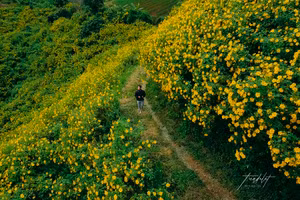 5 cung đường ngắm dã quỳ đẹp mê man ở Đà Lạt