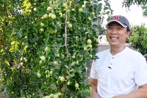 Danh hài Vân Sơn khoe vườn trái cây 1.200m2, quả rụng đỏ gốc ăn không hết