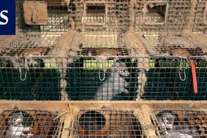 Đan Mạch tiêu hủy chồn sau khi virus SARS-CoV-2 đột biến lây từ chồn sang người 