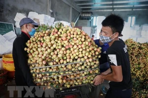 Một điểm thu mua vải ở huyện Tân Yên, Lục Ngạn, Bắc Giang ngày 28/5. (Ảnh: Danh Lam/TTXVN)