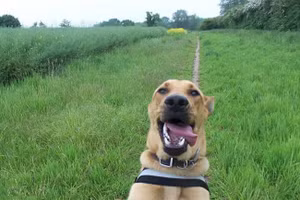 Ai bảo động vật không biết... "tự sướng" 