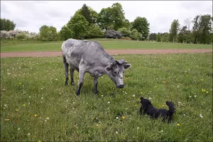 Những con bò xanh độc lạ trở thành biểu tượng văn hóa